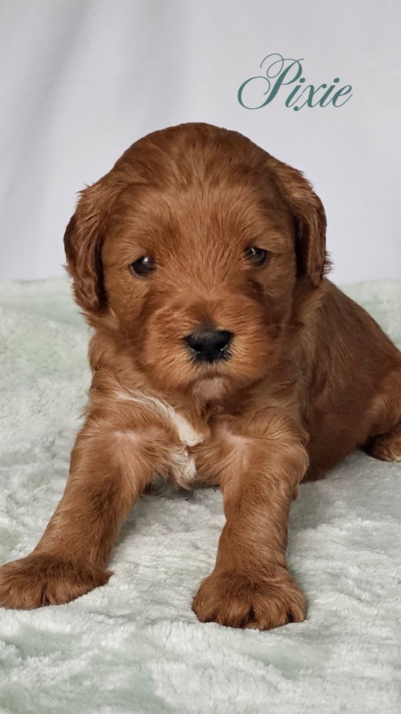 A fluffy brown puppy with a small white patch on its chest lies on a soft, light green blanket. The word “Pixie” is written in cursive at the top right of the image.