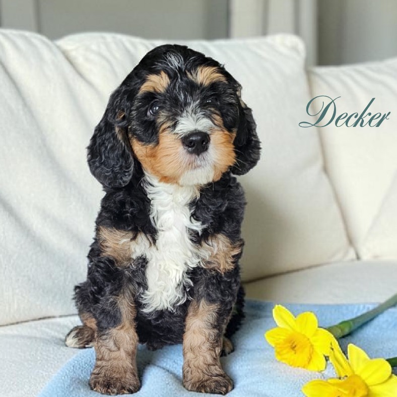 A fluffy black, white, and tan puppy sits on a white couch next to yellow daffodils and a blue blanket. The word Decker appears in script on the right side of the image.