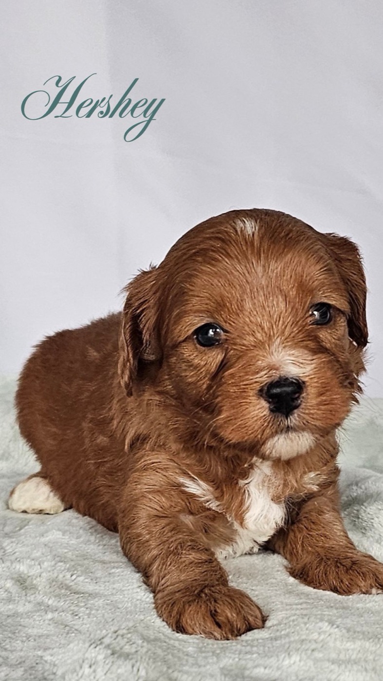 A small brown and white puppy with fluffy fur lies on a soft light-colored blanket, looking at the camera. The name Hershey is written in script at the top left corner.