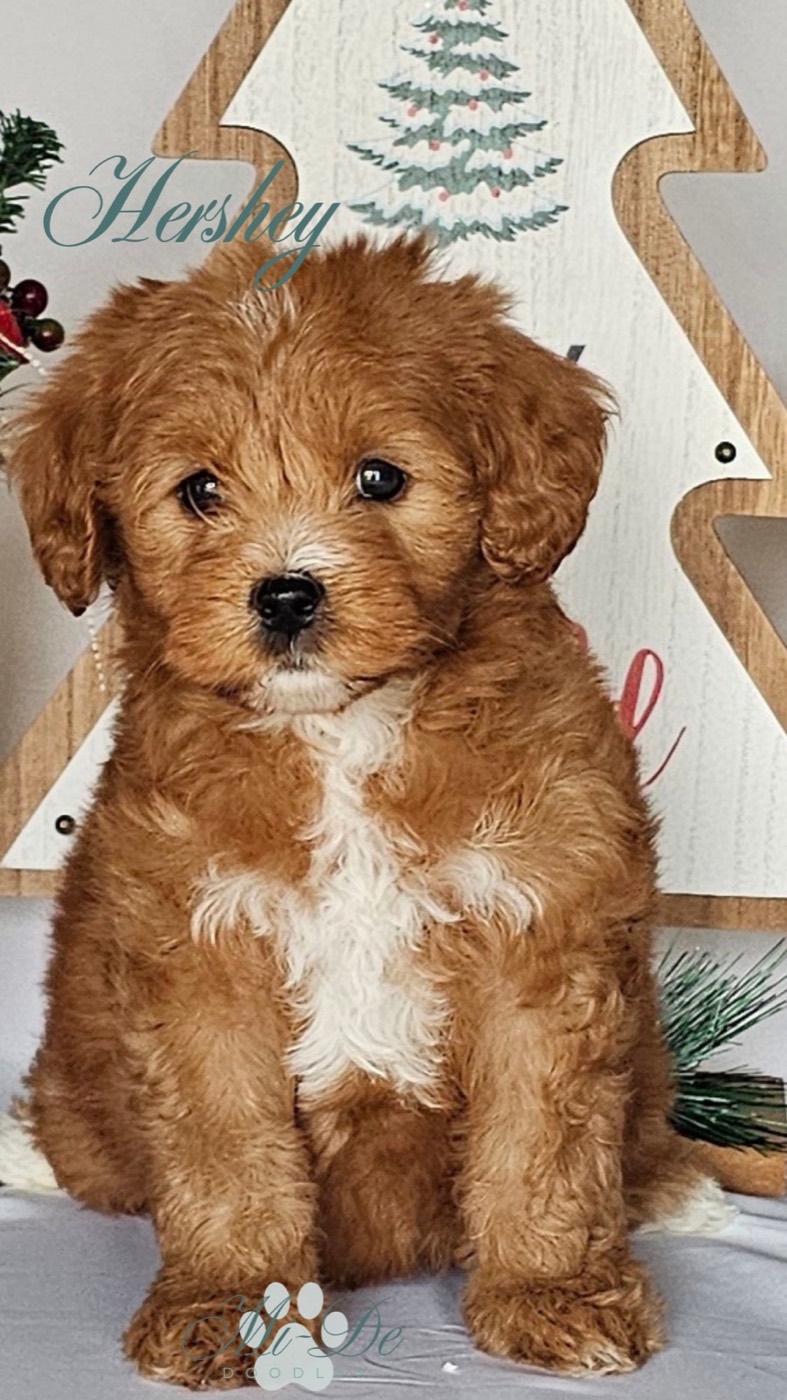 A fluffy brown and white puppy with curly fur sits in front of a wooden Christmas tree decoration and greenery. The word Hershey is written above the puppy.