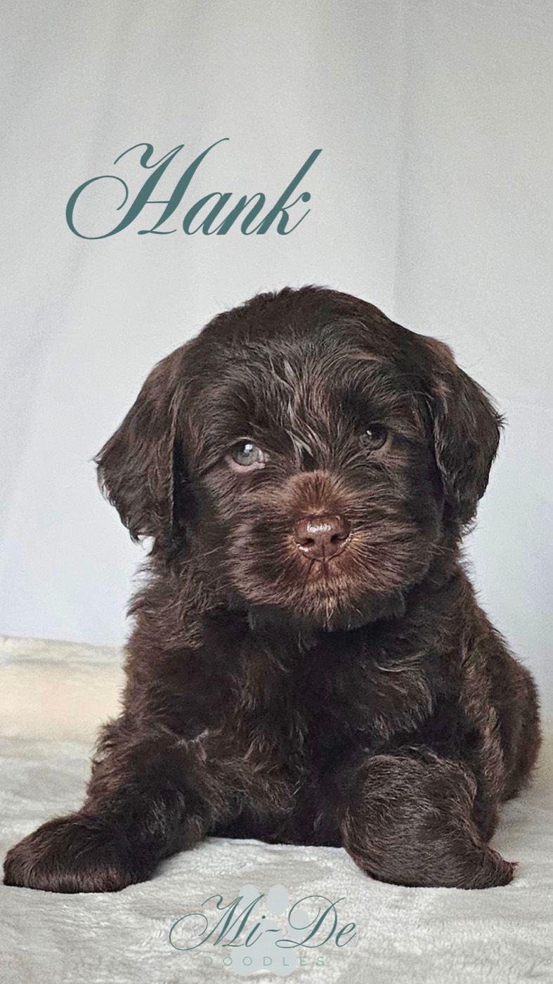 A fluffy brown puppy with wavy fur lies on a light blanket, looking at the camera. The word Hank is written above in script, and Mi De Doodles is written below.