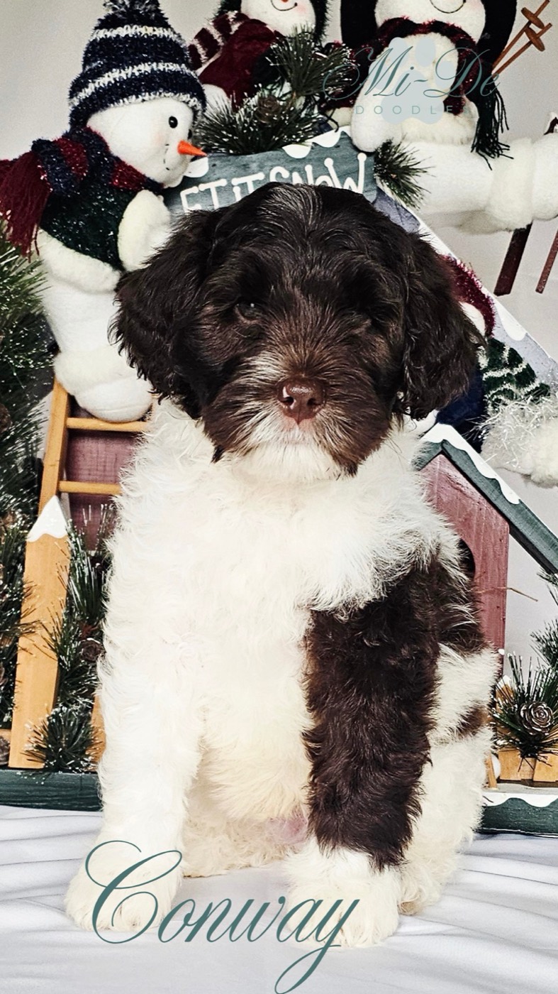 A fluffy black and white puppy sits in front of a festive winter backdrop with snowmen decorations and pine branches. The name Conway is written in cursive at the bottom of the image.