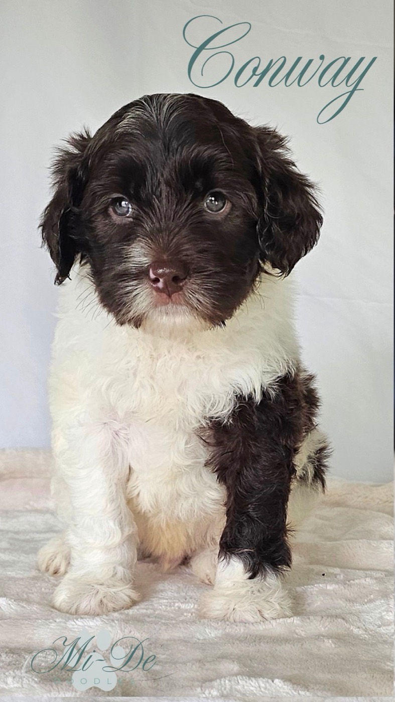 A fluffy black and white puppy with curly fur sits on a soft beige blanket against a white background. The name “Conway” is written in cursive at the top right corner of the image.