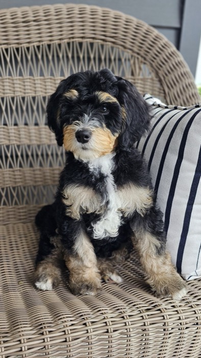 A fluffy black, brown, and white puppy sits on a wicker bench next to a white pillow with black stripes.