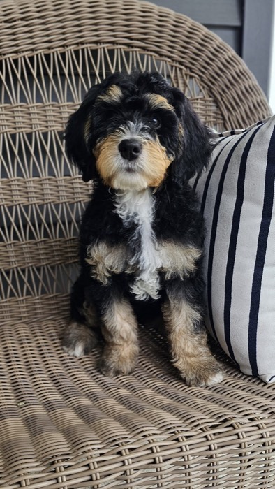 A fluffy black, tan, and white puppy sits on a wicker bench next to a striped pillow, looking attentively at the camera.