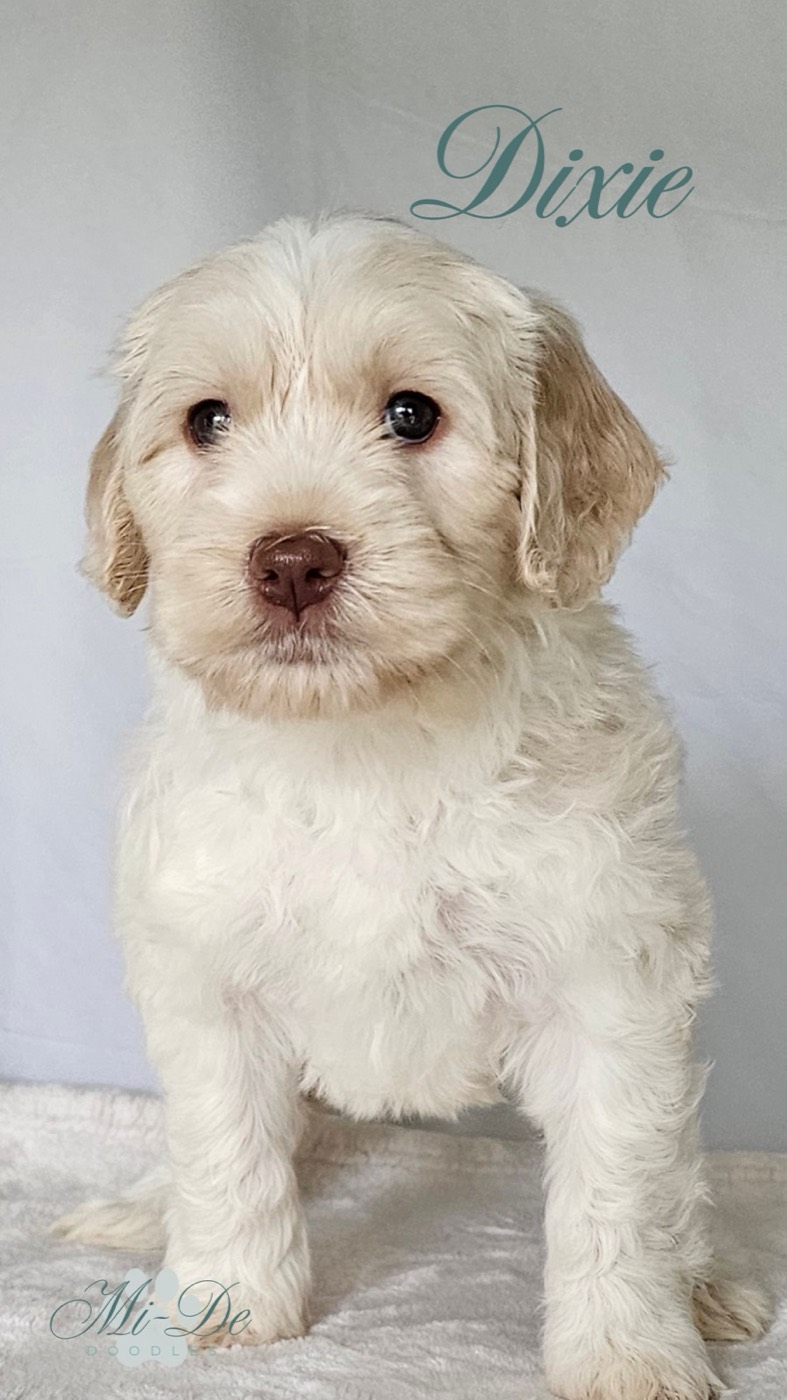 A fluffy, cream-colored puppy with light brown ears and nose sits on a soft surface. The name Dixie is written above the puppy in cursive, with Mi-De in the bottom left corner.