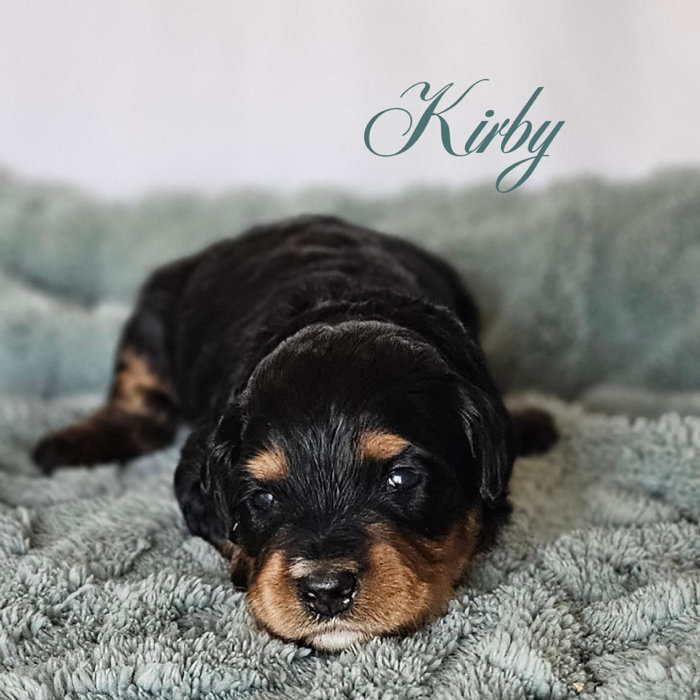 A small black and brown puppy lies on a fluffy gray blanket. The word Kirby is written in elegant script above the puppy.