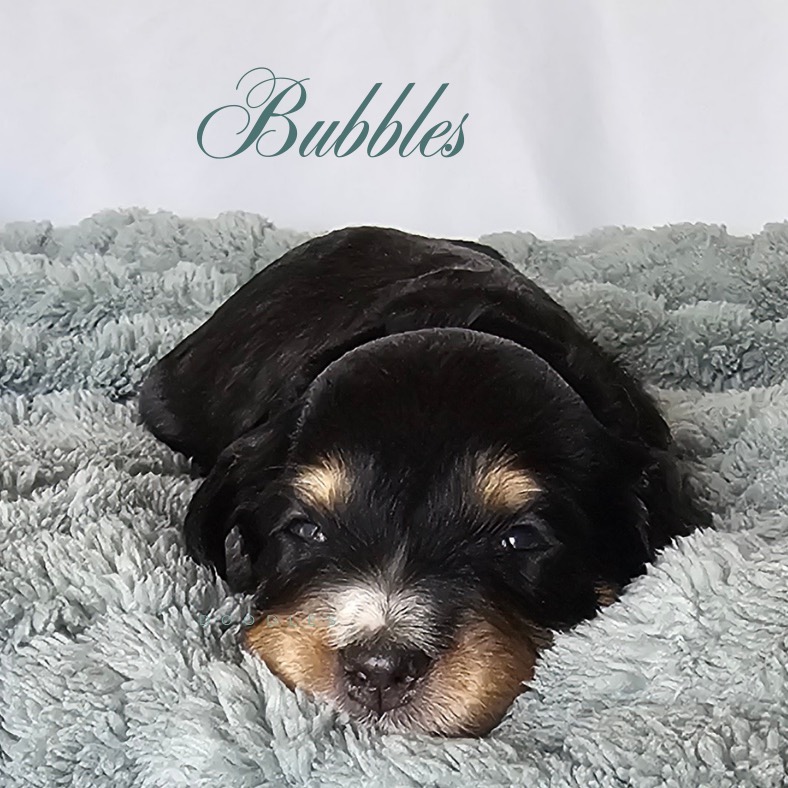 A small black and tan puppy named Bubbles lies on a fluffy gray blanket, looking up with sleepy eyes. The name Bubbles is written in cursive above the puppy.