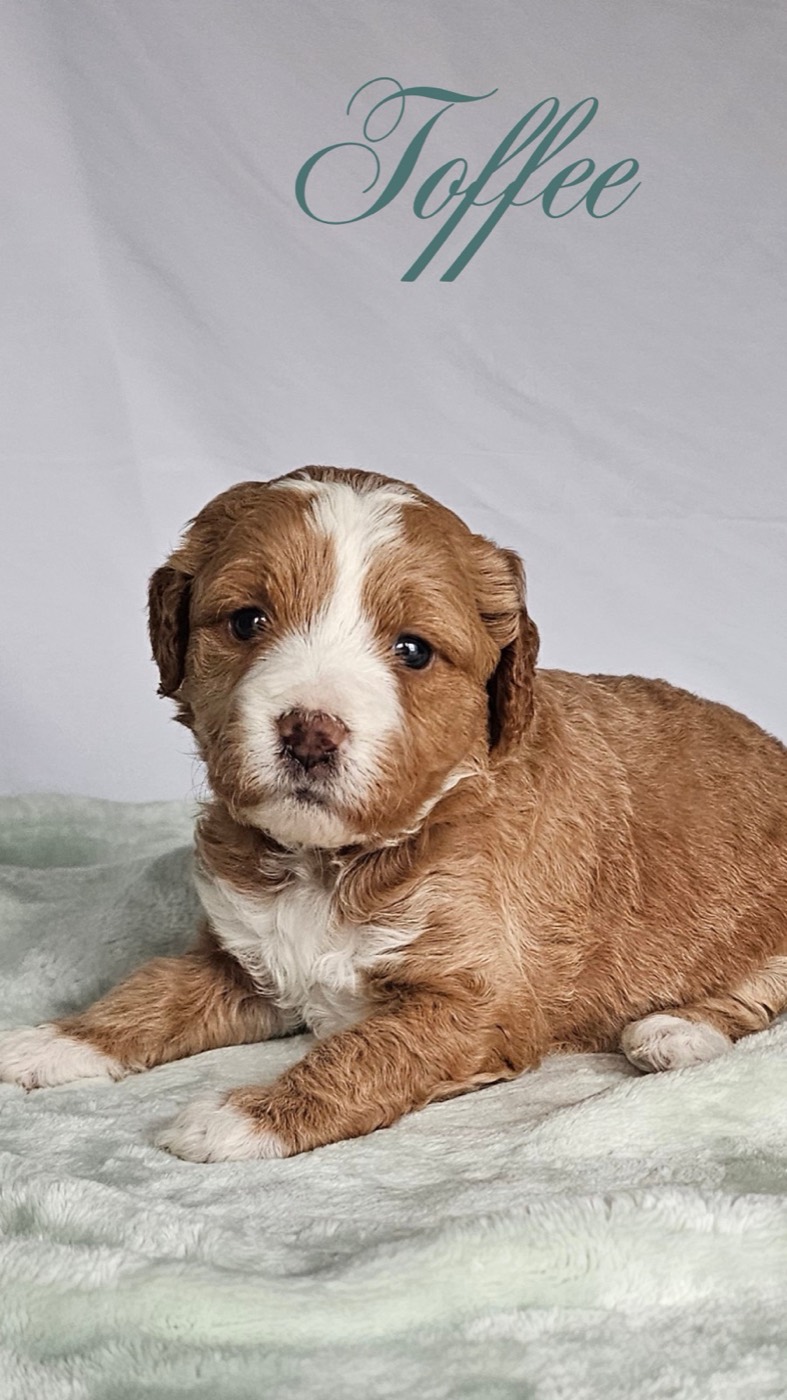 A small, fluffy brown and white puppy lies on a soft, light green blanket with Toffee written in elegant script above its head against a plain white background.