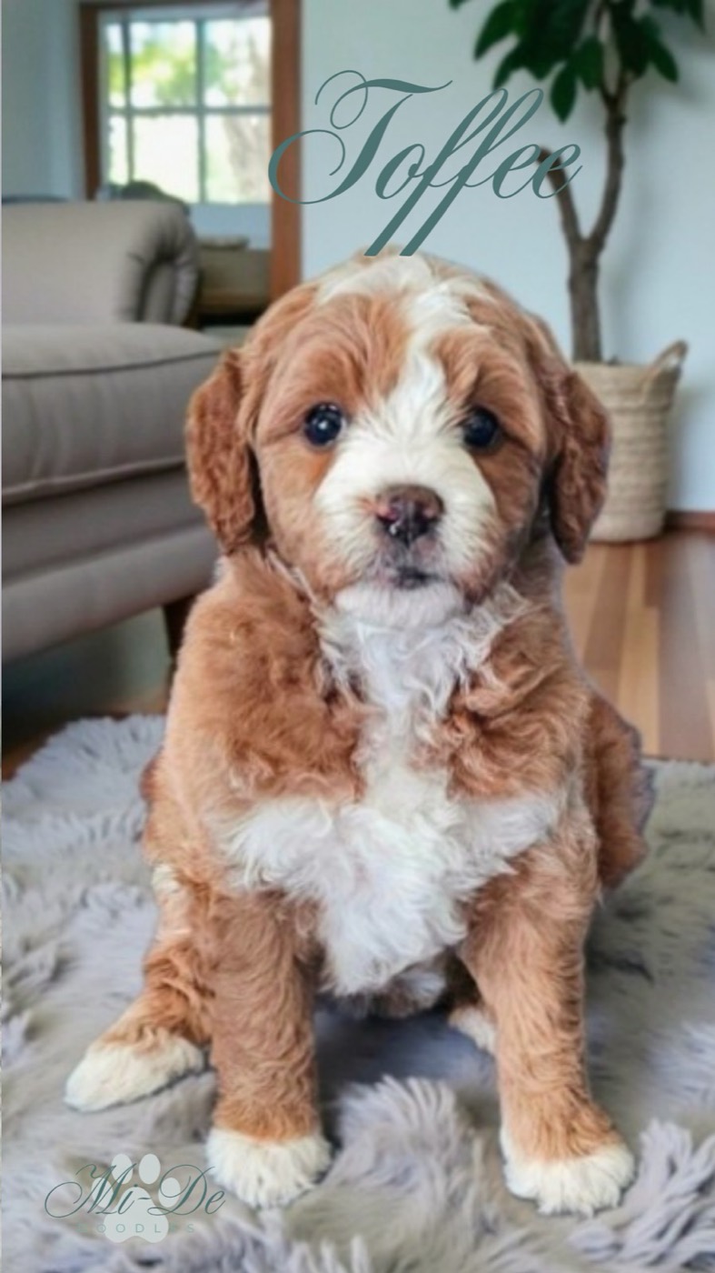 A fluffy brown and white puppy sits on a soft rug in a cozy living room. The word Toffee is written in script above the dog. Light streams in from a window behind, and a couch and basket are visible in the background.