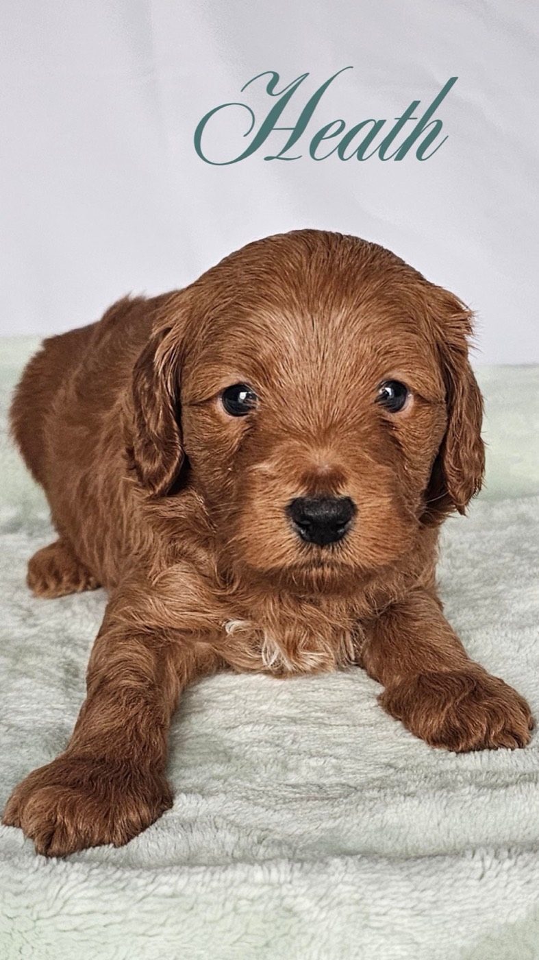 A fluffy brown puppy with big dark eyes lies on a soft light green blanket. The name Heath is written above the puppy in elegant script.