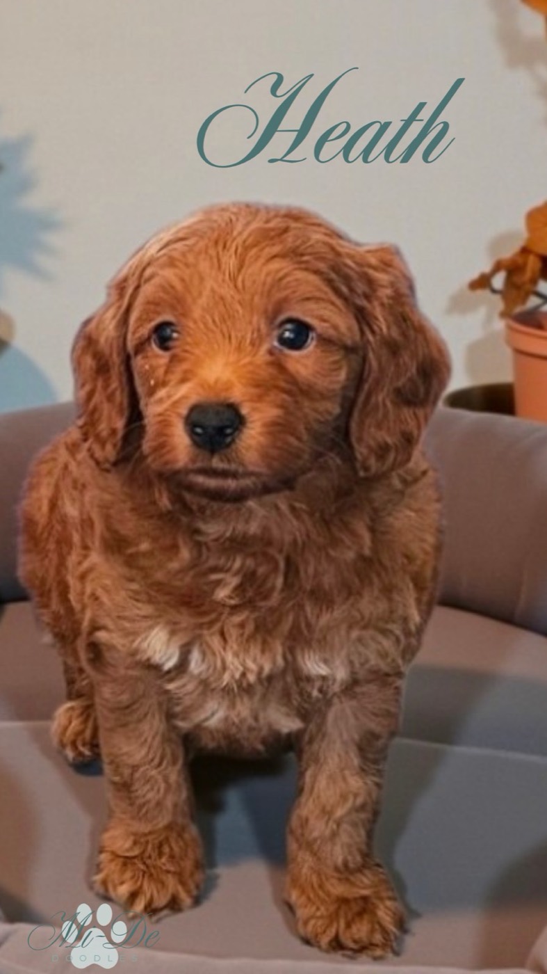 A fluffy brown puppy with curly fur sits on a gray cushion indoors. Heath is written in elegant script above its head, and there are some potted plants in the background.