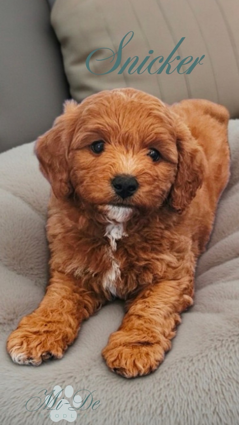 A fluffy brown puppy with a white patch on its chest lies on a soft gray blanket. The word Snicker is written above its head in cursive, and a paw print logo appears in the corner.