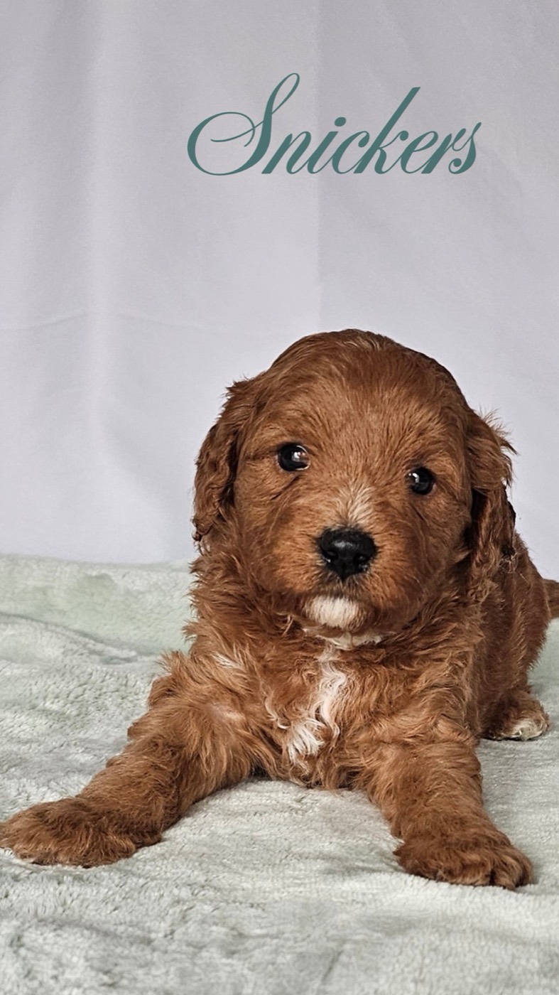 A fluffy brown puppy with a white patch on its chest lies on a light green blanket. The word Snickers is written above the puppy in elegant script.
