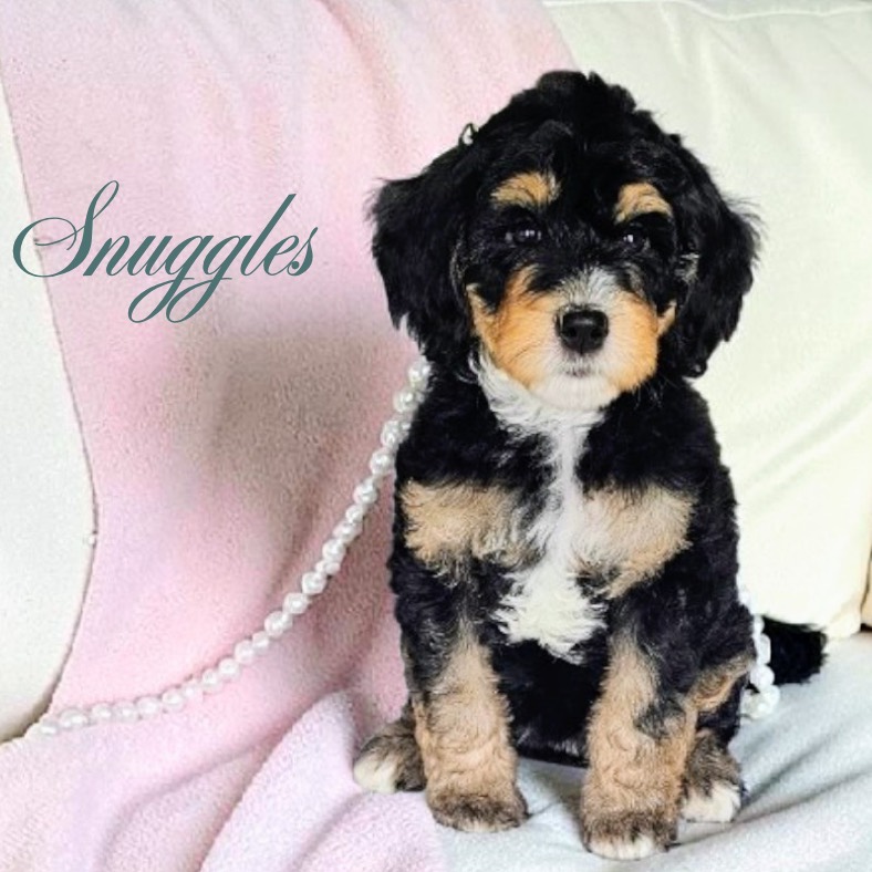 A fluffy black, brown, and white puppy sits on a pink blanket with a pearl string near it. The word Snuggles is written in cursive text on the left side of the image.