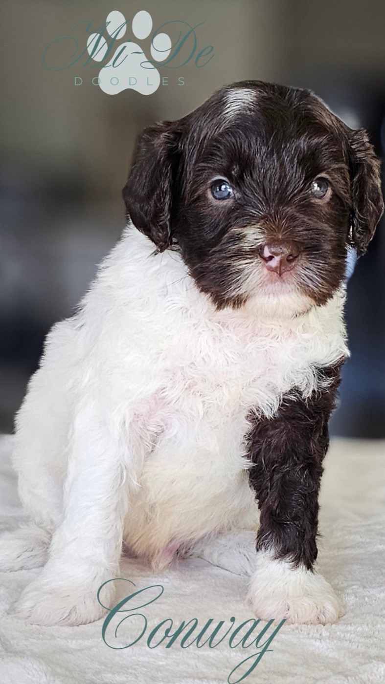 A curly-haired puppy with a brown and white coat sits on a soft light surface, looking at the camera. The image includes the text “Av-De Doodles” at the top and “Conway” at the bottom.