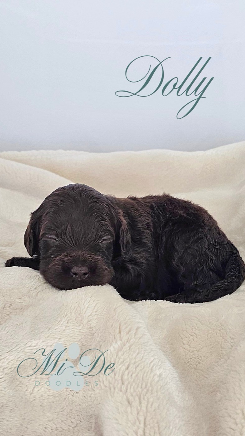 A small, dark brown puppy lies curled up on a soft cream blanket. The word Dolly is written above in elegant script, and Mi-De Doodles is displayed in the corner.