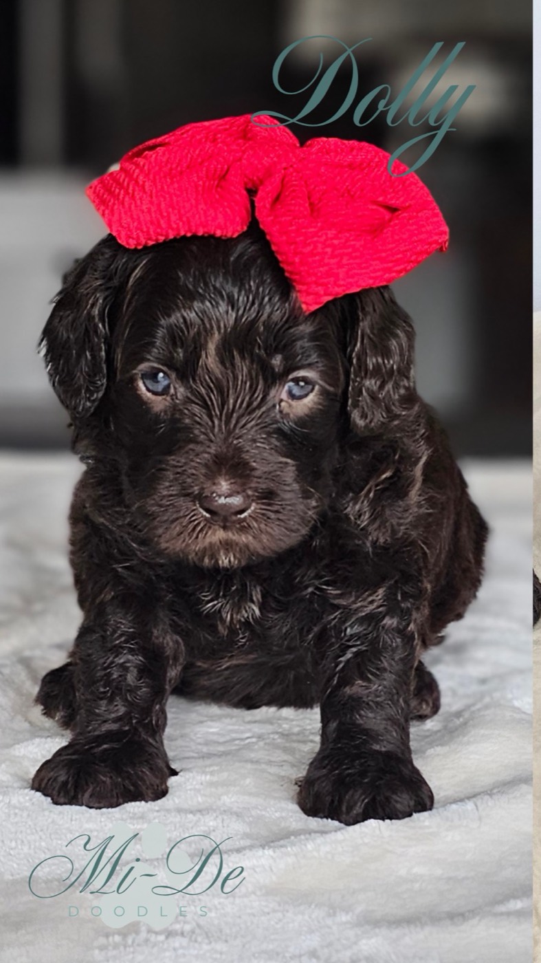 A small, fluffy black puppy with blue eyes sits on a white blanket, wearing a bright red bow on its head. The text “Dolly” and “Mi-De Doodles” is written in stylish fonts on the image.