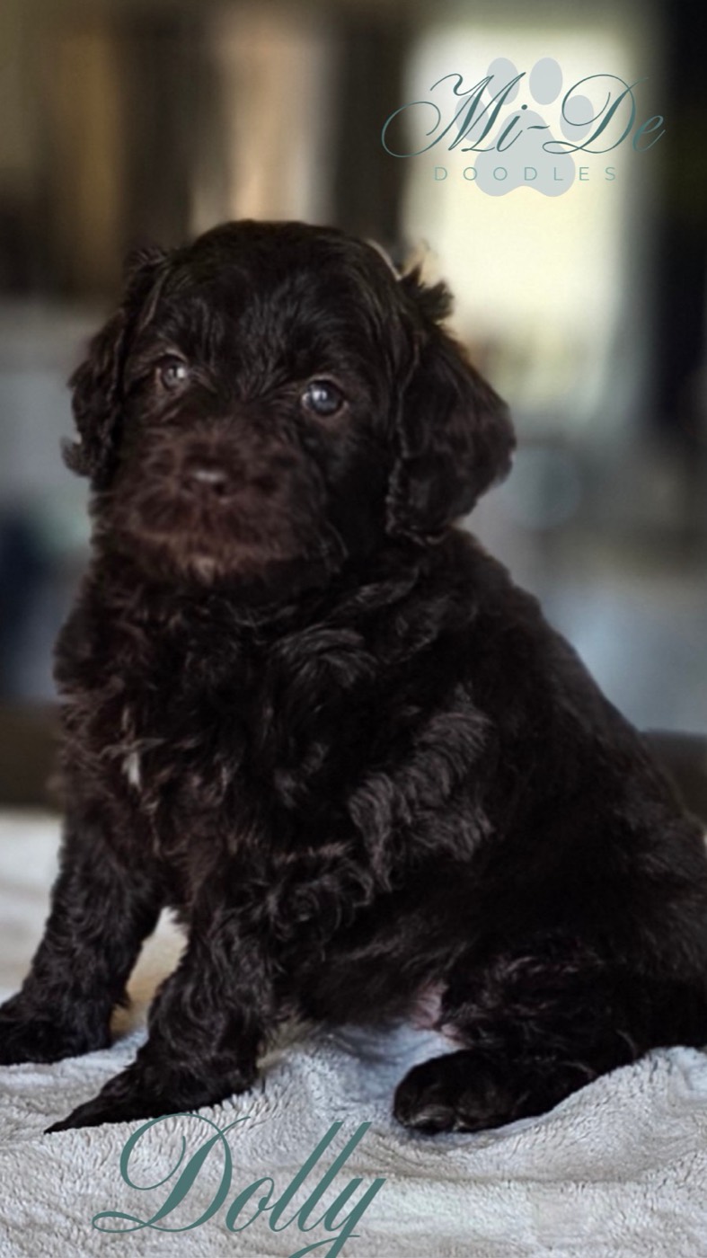 A fluffy black puppy sits on a light-colored blanket, looking at the camera. The image has the text Mi-De Doodles at the top and Dolly at the bottom in elegant script.