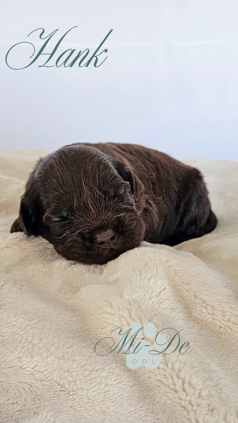 Brown newborn puppy sleeping on a soft beige blanket with a script name overlay (Hank).