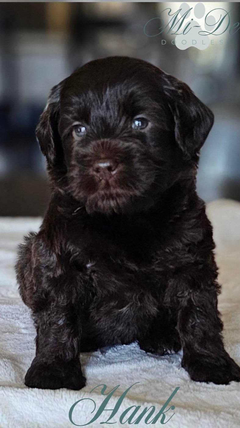 Chocolate brown doodle puppy sitting on a blanket, facing the camera; Mi-De Doodles watermark and Hank text are visible at edges.