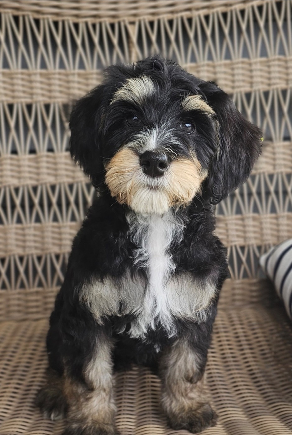 Small black-and-tan puppy with a white chest sitting on a wicker chair, looking at the camera.