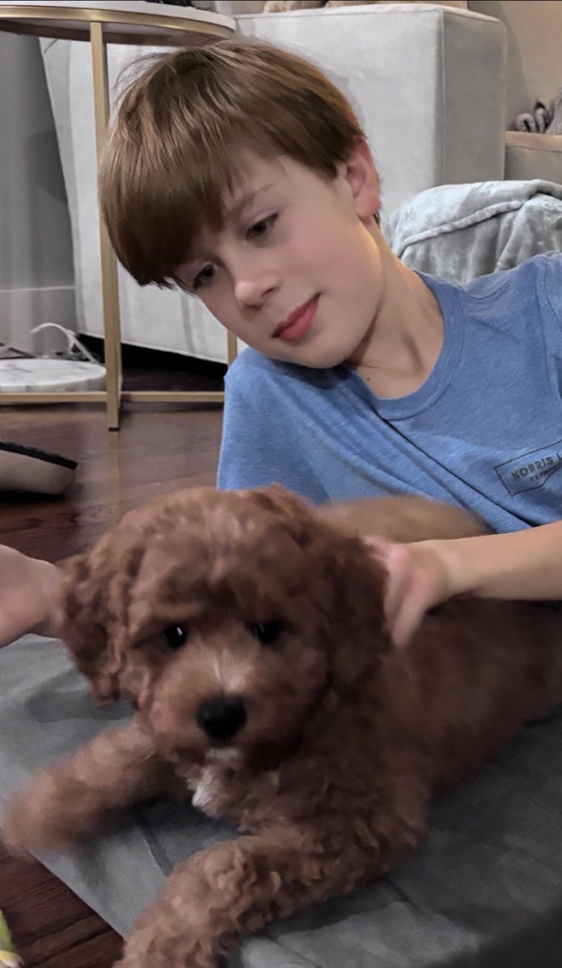 A young boy in a blue shirt gently pets a small, fluffy brown puppy indoors on a rug. The boy looks at the puppy with a gentle expression, and the puppy appears to be moving, slightly blurred in the foreground.