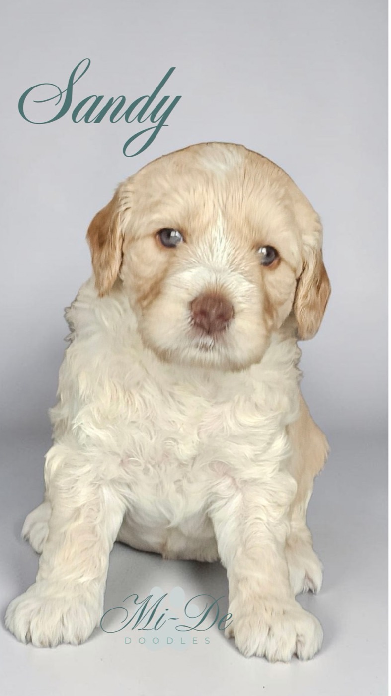 A fluffy cream and white puppy sits on a light background. The name Sandy appears in cursive text in the upper left, and Mi-De Doodles is written at the bottom of the image.