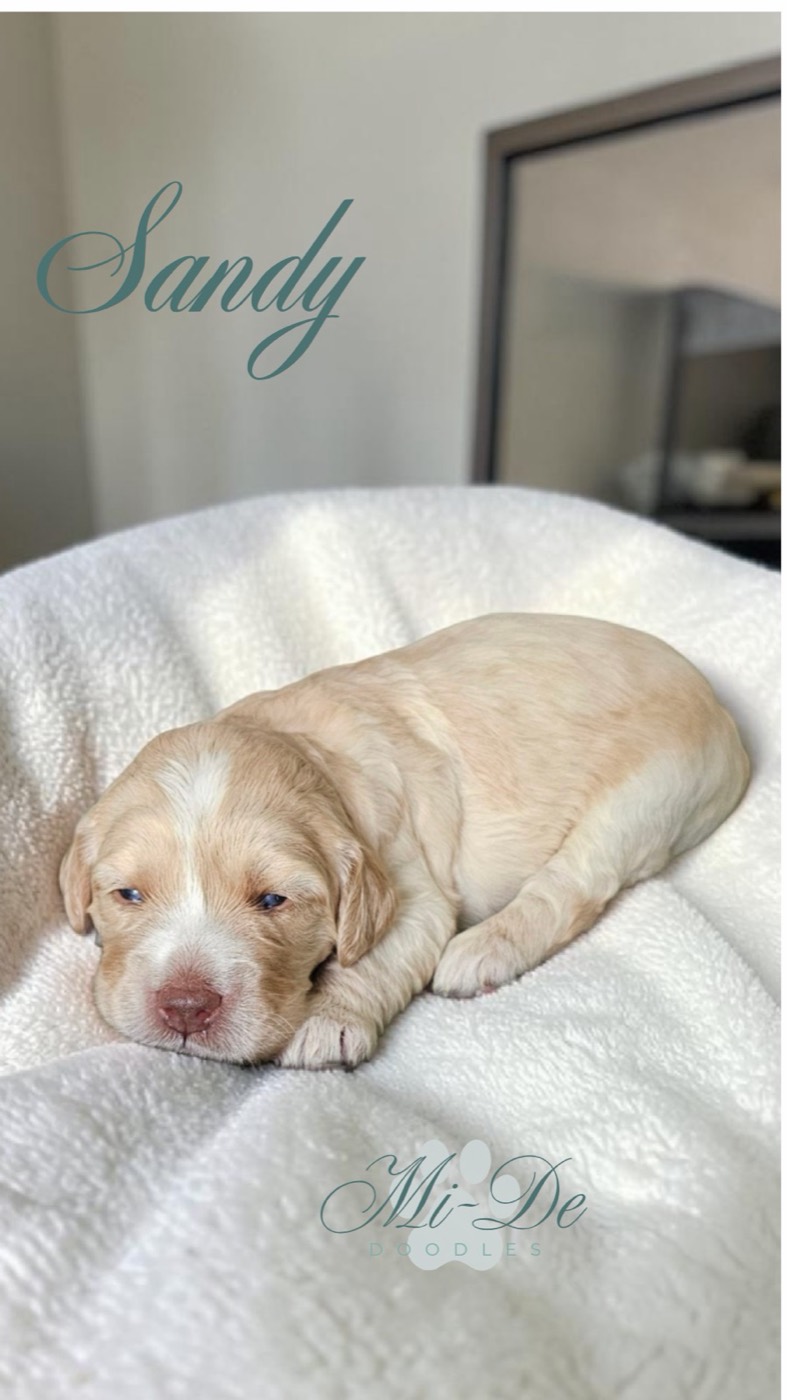 A small, light-colored puppy named Sandy lies on a fluffy white blanket, looking sleepy. The background shows a blurred room, and Mi-De Doodles is written at the bottom of the image.