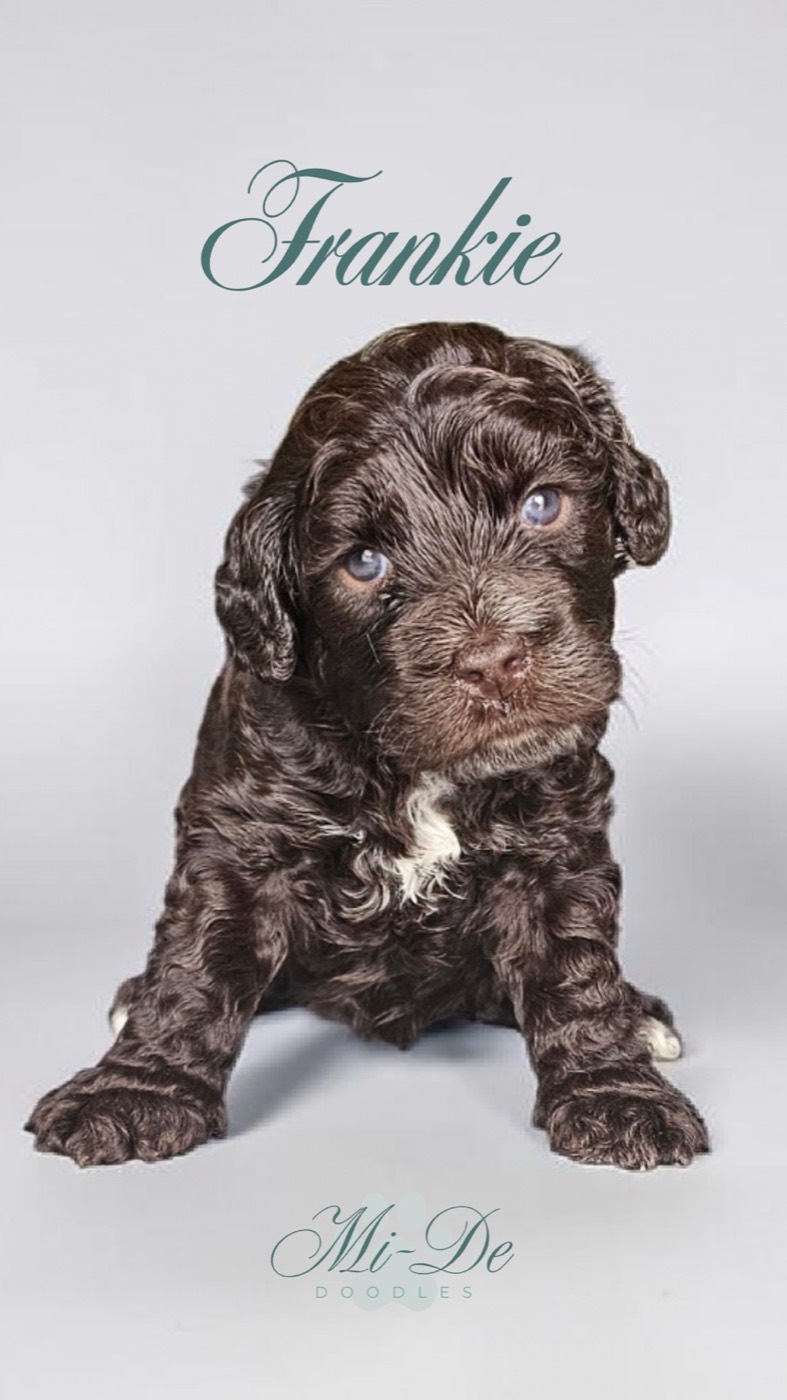 A curly, dark brown puppy with a white patch on its chest sits on a light gray background. The name Frankie is written above, and Mi-De Doodles is displayed below the puppy.