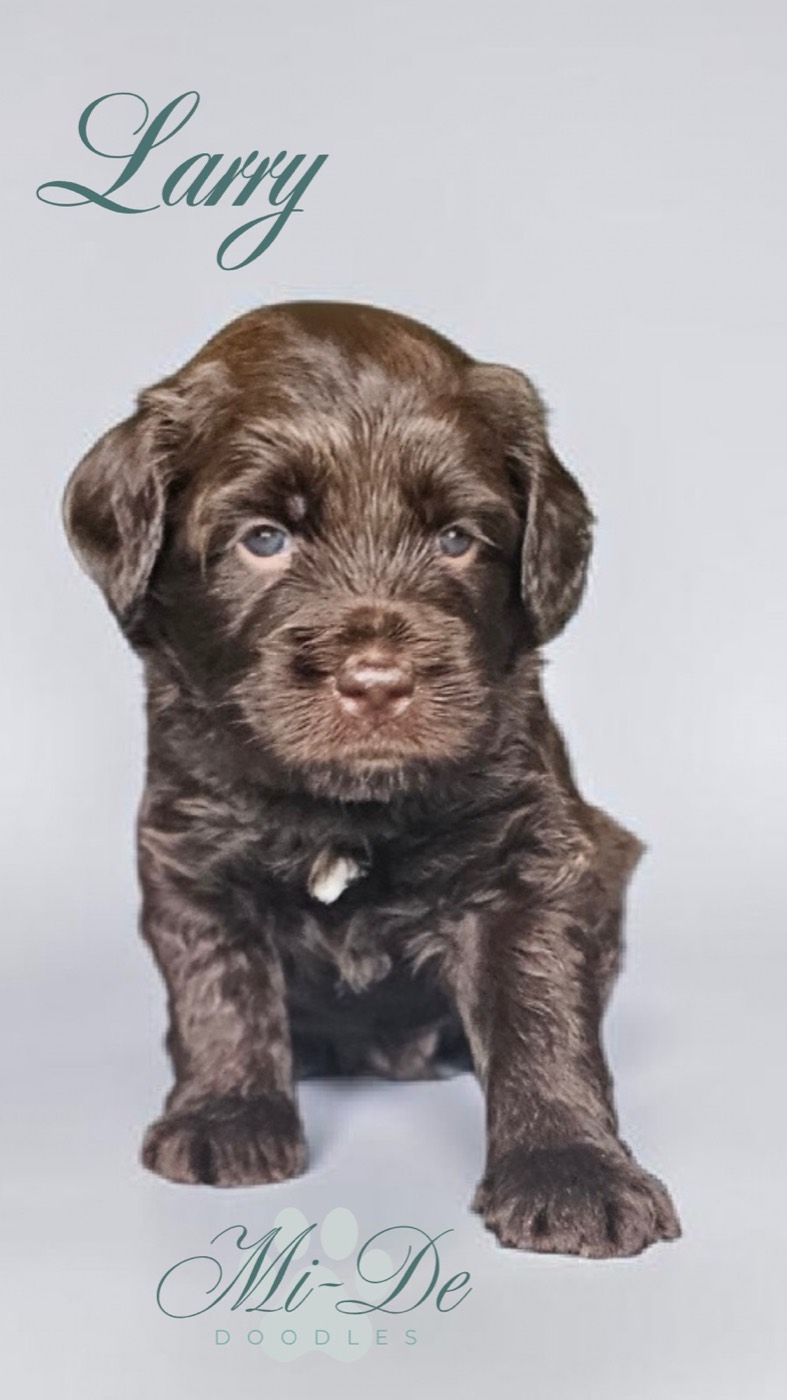 A fluffy brown puppy stands on a light background, looking forward with gentle eyes. The name Larry is written in cursive at the top left, and Mi-De Doodles is displayed in script at the bottom.