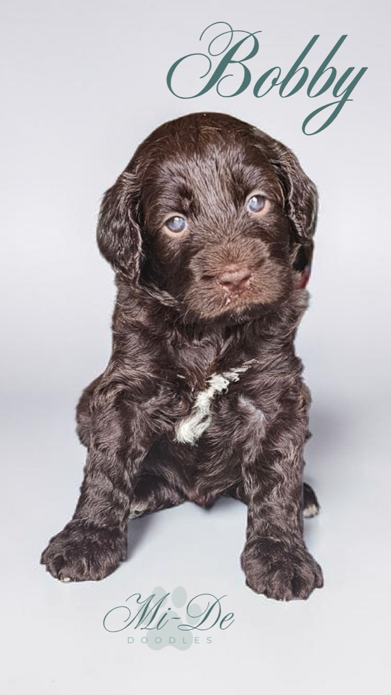 A fluffy chocolate brown puppy with a white patch on its chest sits on a light background. The name Bobby is written above in script, with Mi-De Doodles logo below the puppy.