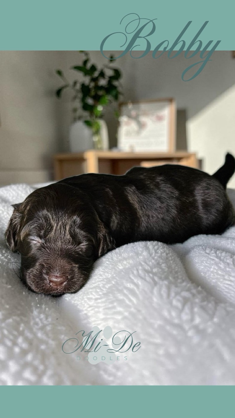 A small, dark brown puppy sleeps on a white blanket in a sunlit room. The name Bobby is written at the top, with Mi-De Doodles at the bottom. A plant and framed picture are in the blurred background.