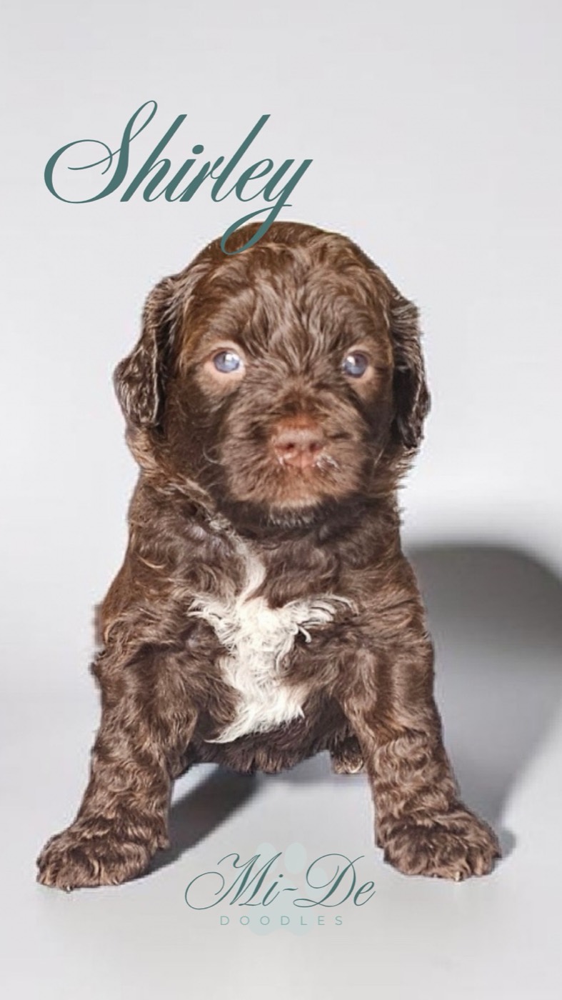 A curly brown and white puppy with blue eyes sits on a plain background. Text above reads Shirley and text at the bottom says Mi-De Doodles.