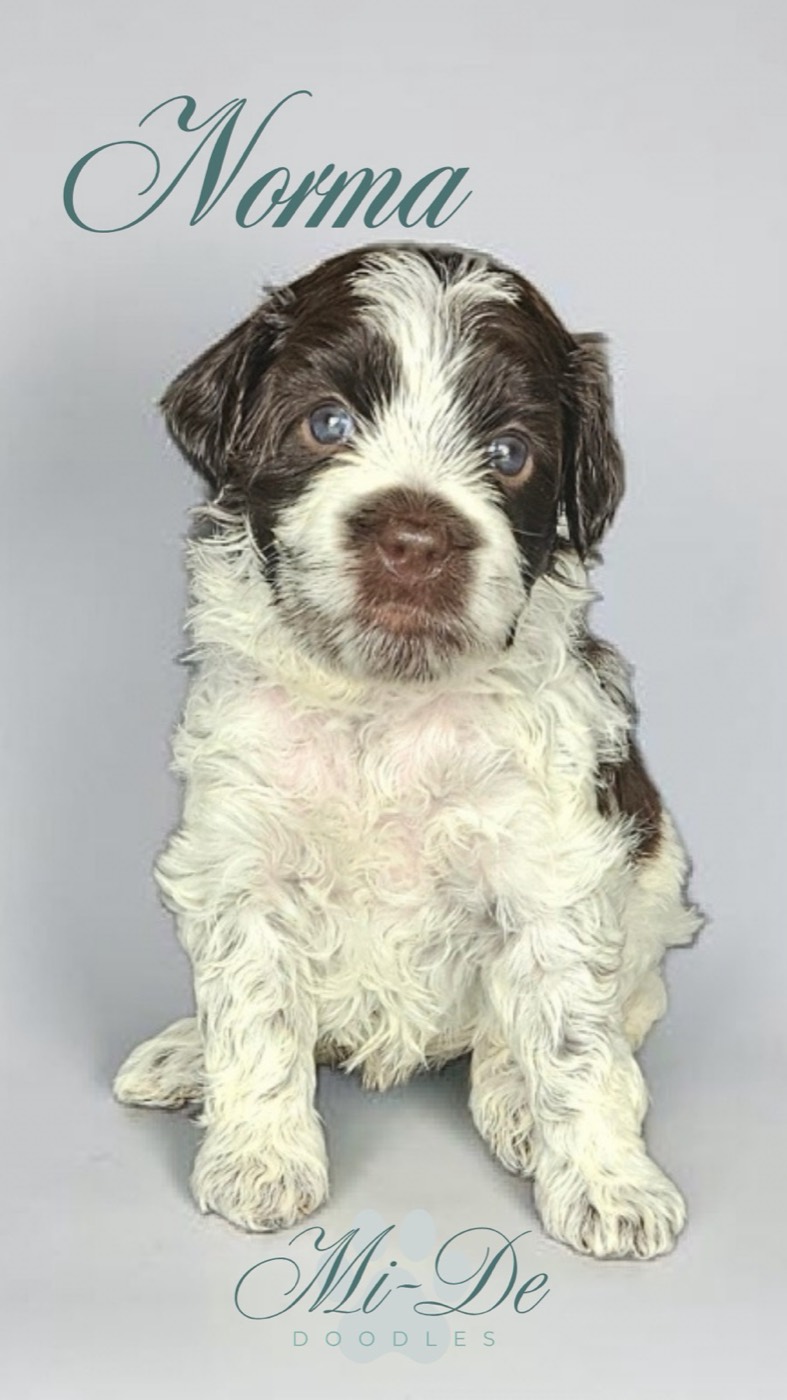 A fluffy brown and white puppy sits against a plain background. The name Norma is written above her in script, and Mi-De Doodles is written at the bottom of the image.