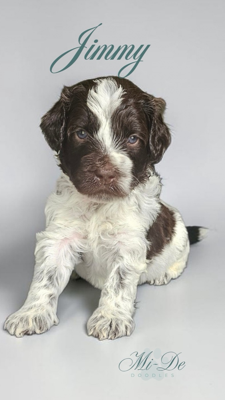 A brown and white puppy sits on a light gray background. The name Jimmy is written above its head, and Mi-De Doodles is written in cursive at the bottom right corner.