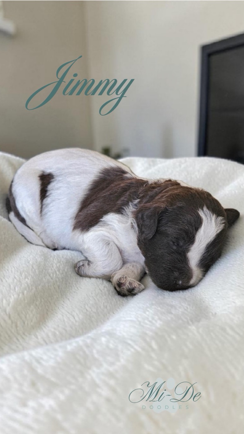 Sleeping brown-and-white puppy on a white blanket with the name 'Jimmy' in teal cursive across the image, and a 'Mi-De Doodles' logo at the bottom.