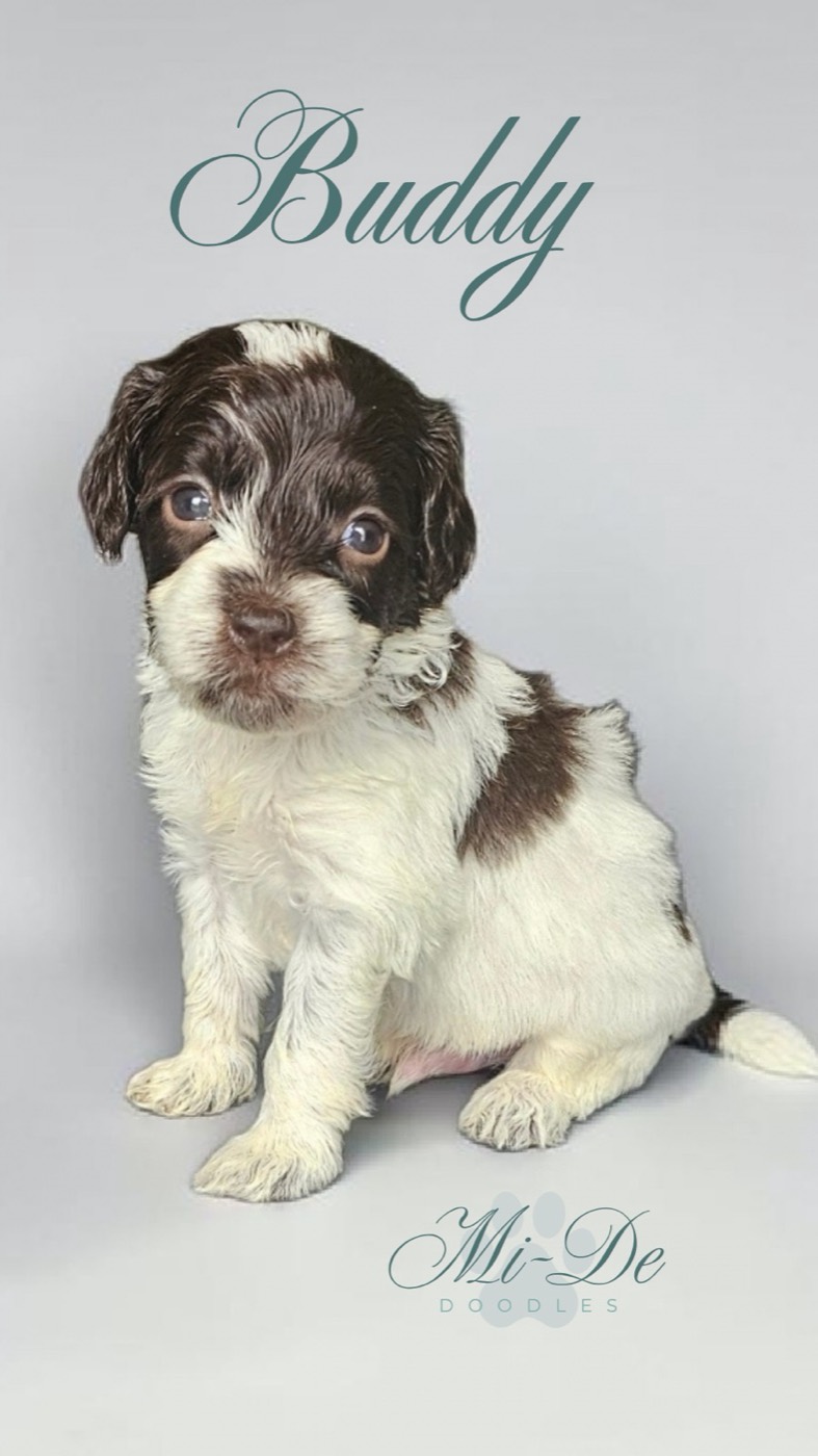 A fluffy brown and white puppy sits and looks at the camera. The name Buddy is written above the puppy, and Mi-De Doodles is written below in cursive text. The background is plain and light gray.