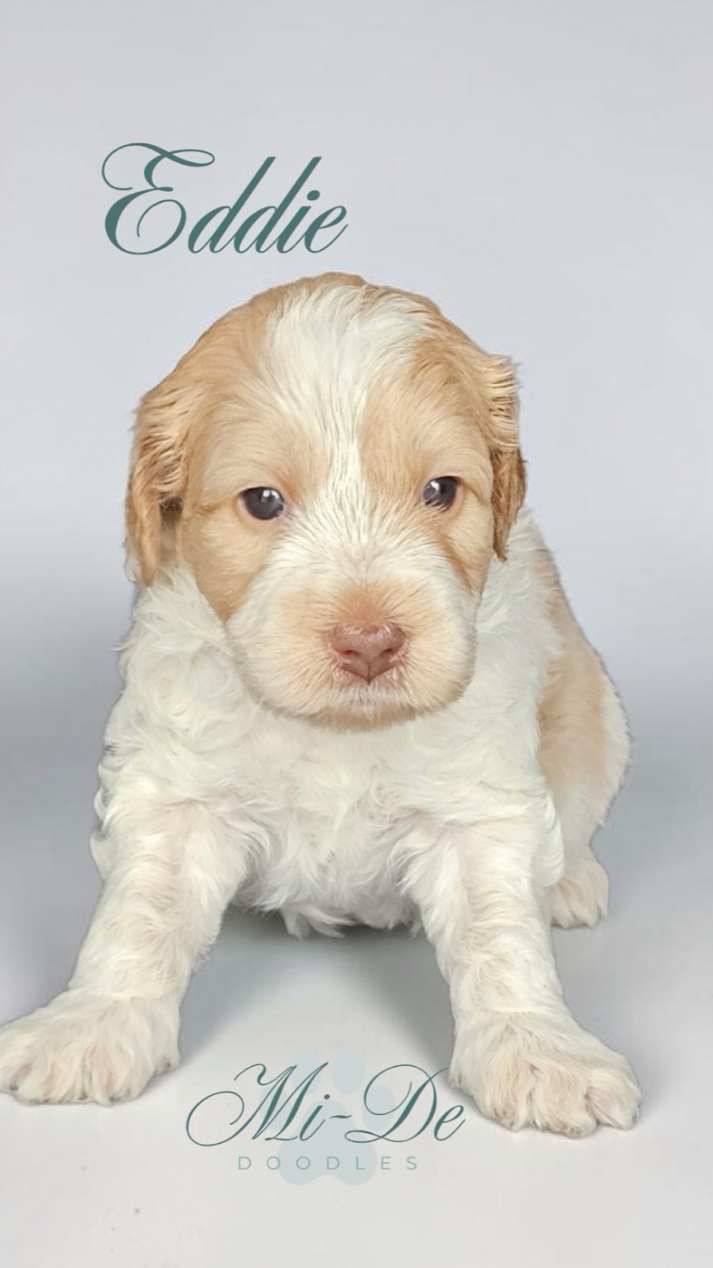 A fluffy, cream and white puppy sits facing forward on a white background. The name Eddie appears above the puppy, and Mi-De Doodles is written below in elegant script.