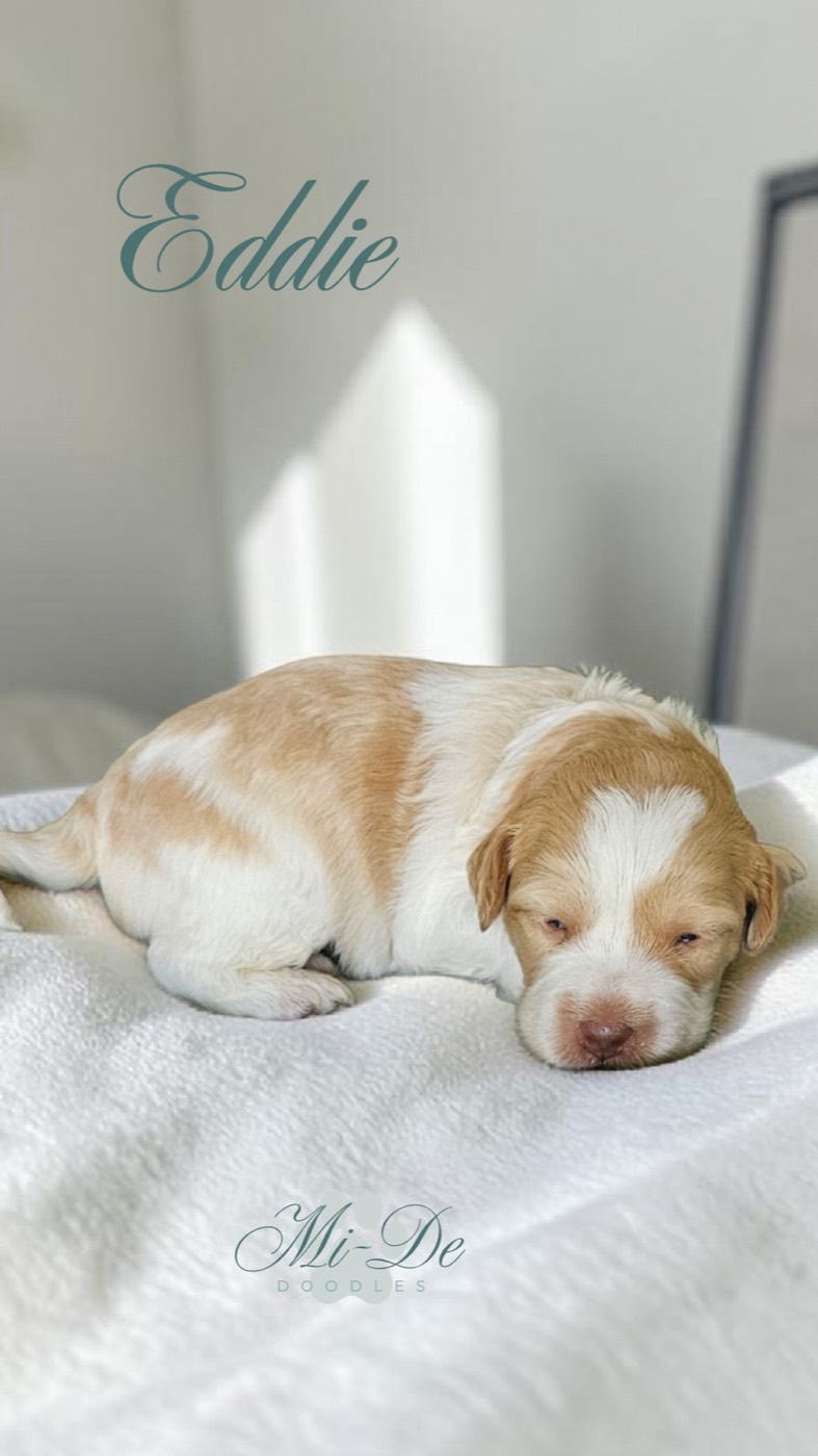 A small, light brown and white puppy lies on a white blanket in soft natural light. The name Eddie is written at the top, and Mi-De Doodles appears at the bottom of the image.