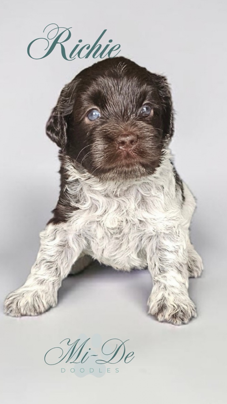 A fluffy, black and white puppy with blue eyes sits on a light background. The word “Richie” appears above its head and “Mi-De Doodles” is written below in elegant script.