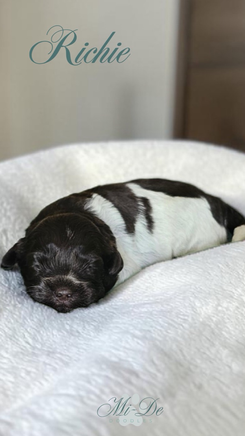 A small black and white puppy named Richie is sleeping on a soft white blanket. The puppy is lying on its side with eyes closed. Richie is written at the top of the image, and McDe Doodles appears at the bottom.