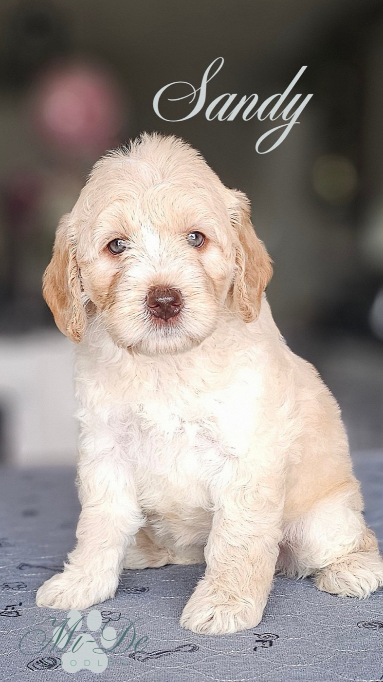 A fluffy cream-colored puppy with curly fur sits on a blue surface. The name Sandy is written above the puppy in elegant script. The background is softly blurred.