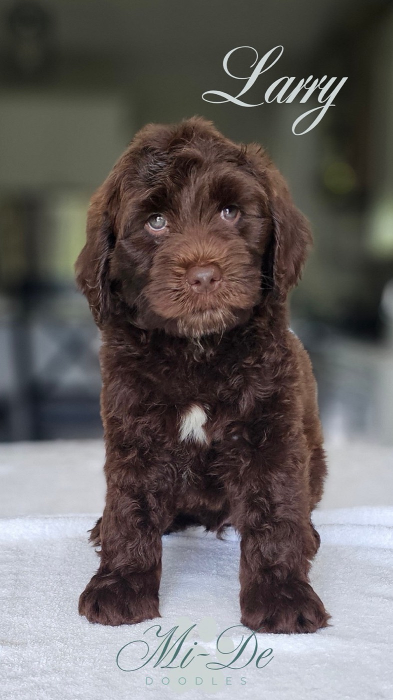 A fluffy brown puppy with a white patch on its chest sits on a white surface, looking forward. The name Larry is written in cursive above the puppy, and Mi-De Doodles appears at the bottom.