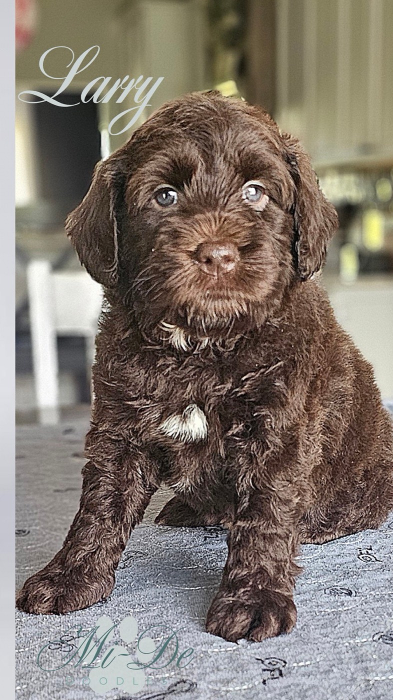 A fluffy brown puppy with wavy fur sits on a gray surface, looking at the camera. The name Larry is written in cursive in the top left corner. The background is softly blurred.