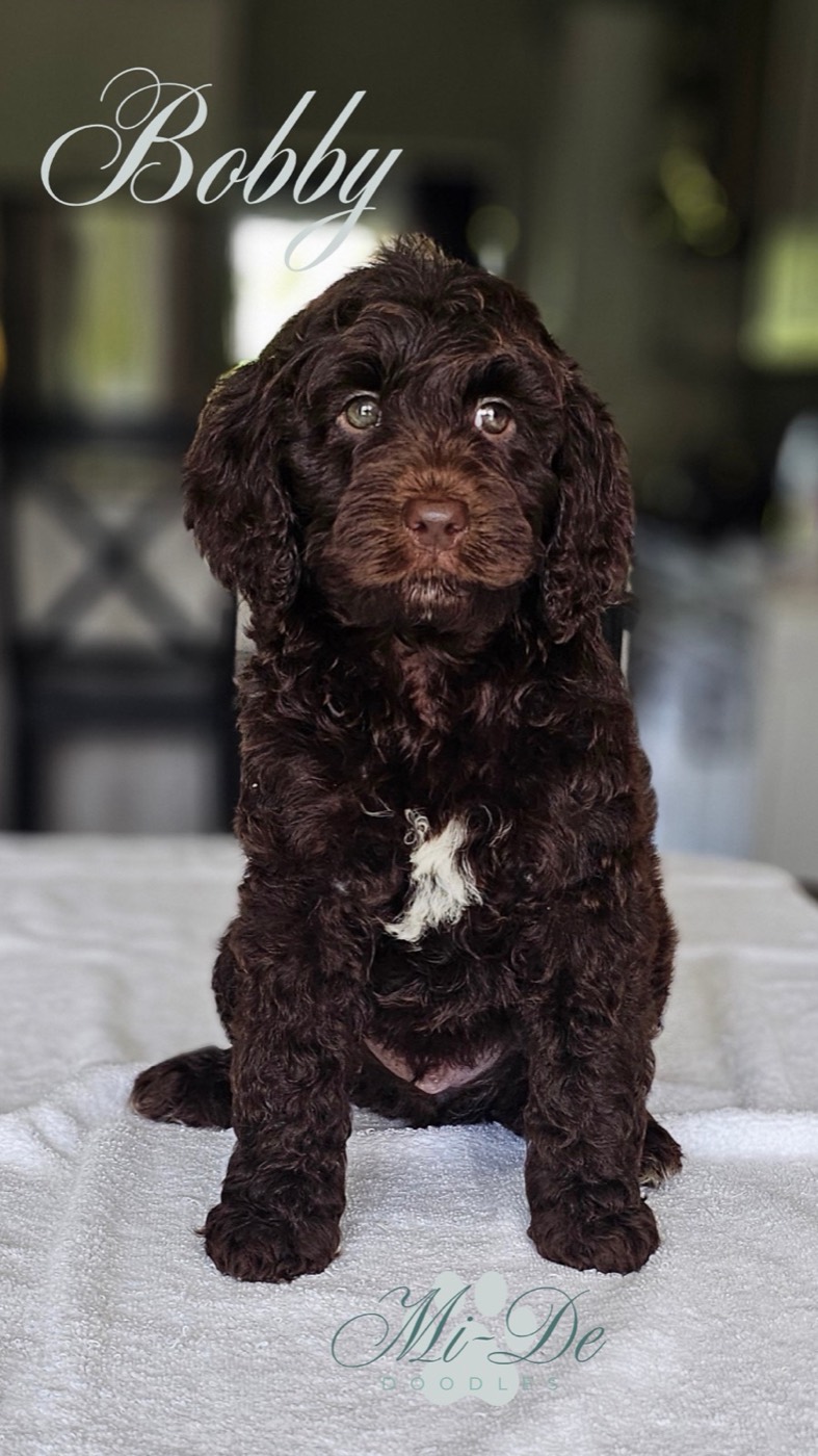 A fluffy brown puppy with a white patch on its chest sits on a towel indoors. The word Bobby is written in script at the top, and Mi De Doodles is at the bottom. The background is softly blurred.