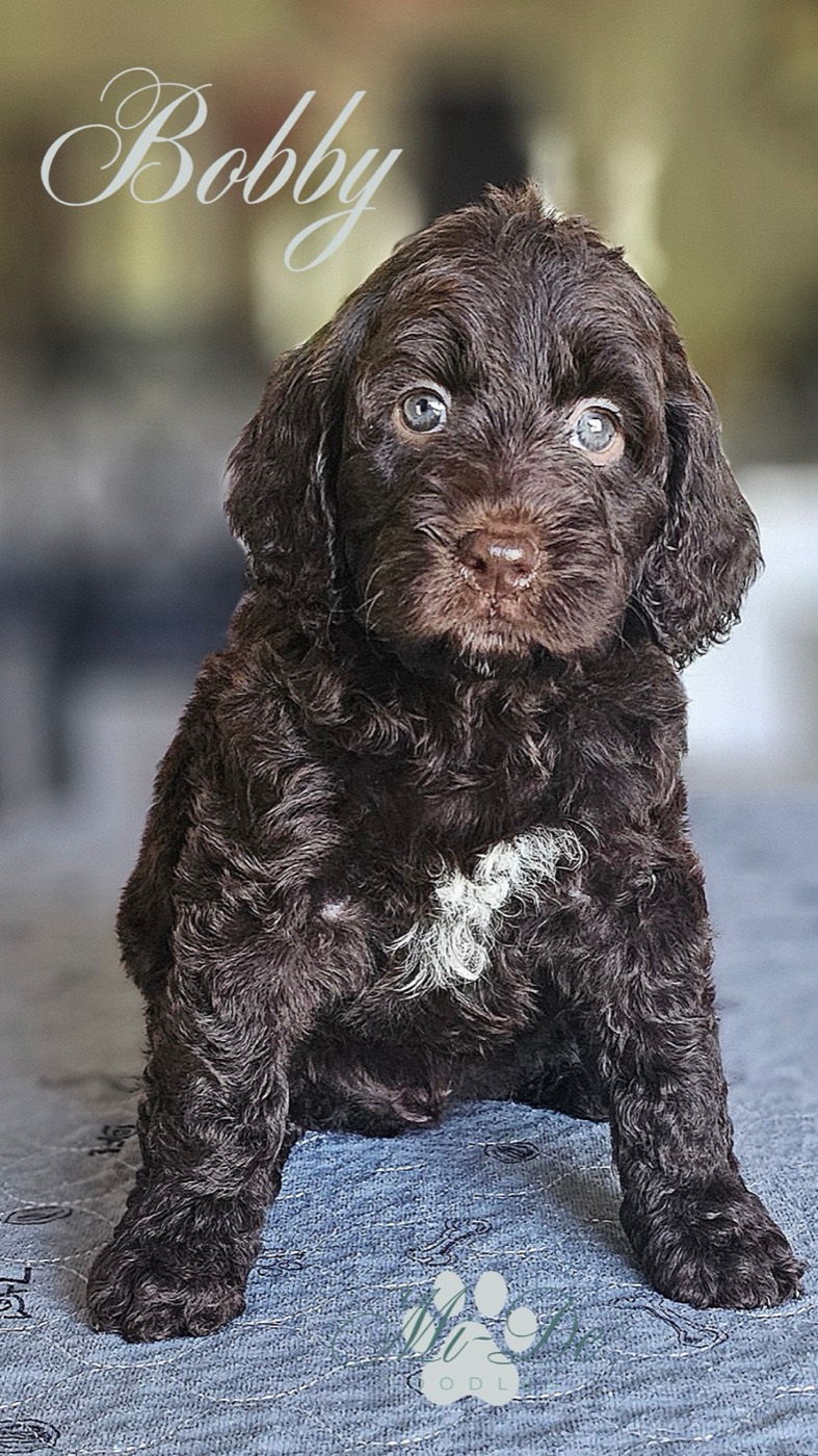 A fluffy brown puppy with curly fur and light eyes sits on a gray surface. The name Bobby is written at the top left, and there’s a small paw print logo near the bottom. The puppy has a white patch on its chest.