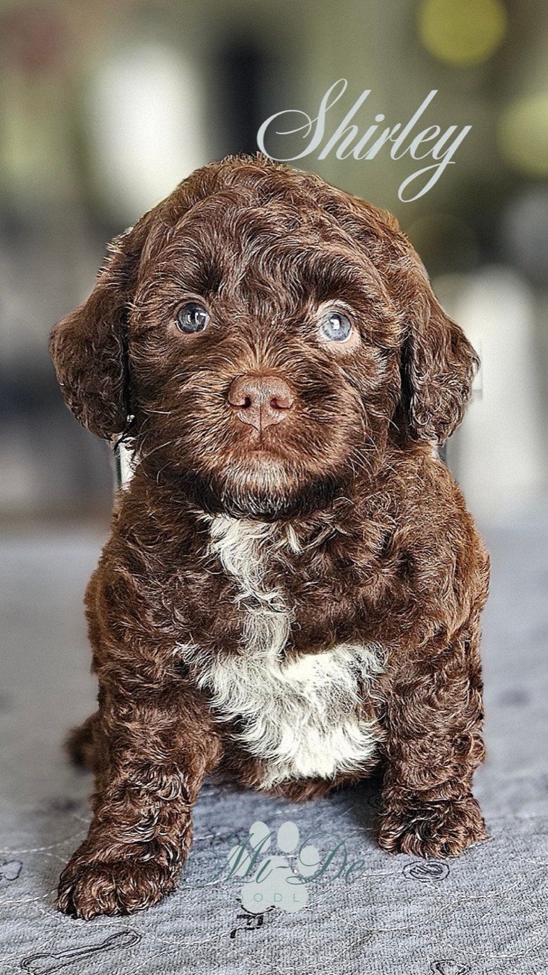A curly brown puppy with a white chest and paws sits on a grey surface, looking at the camera. The word Shirley is written above its head in elegant script.