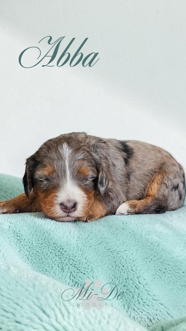 A small, brown and white puppy with closed eyes sleeps on a soft, light blue blanket. The word “Abba” is written above, and a faint logo appears below the dog.