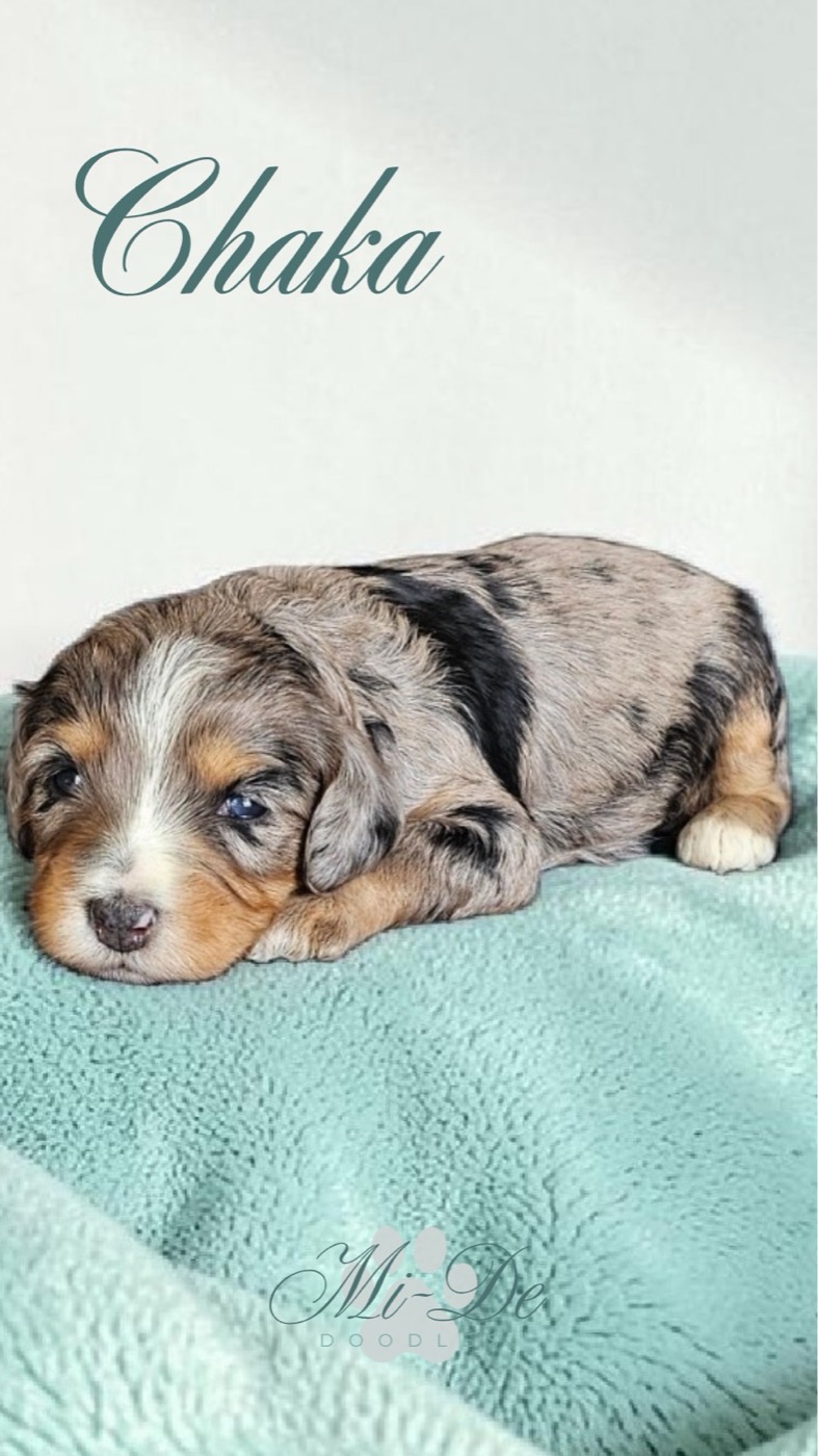 A small, merle-patterned puppy with tan and black markings lies on a soft, light teal blanket. The word Chaka appears above the puppy in elegant script.